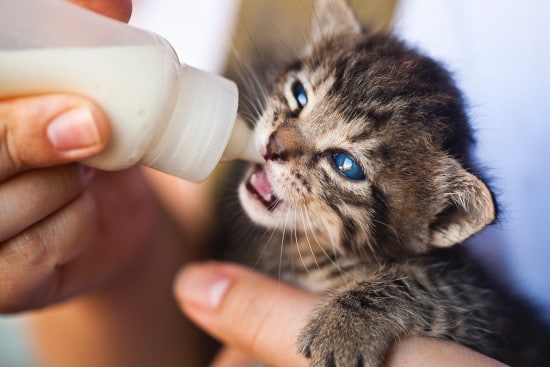 גור חתולים מקבל הזנת פורמולה מבקבוק
