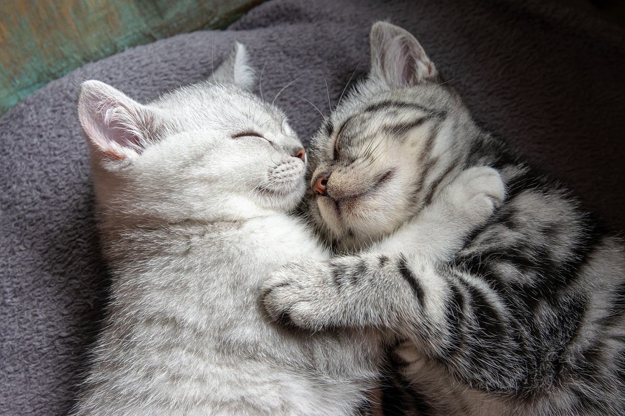 שני חתולים מתחבקים - סוציאליזציה