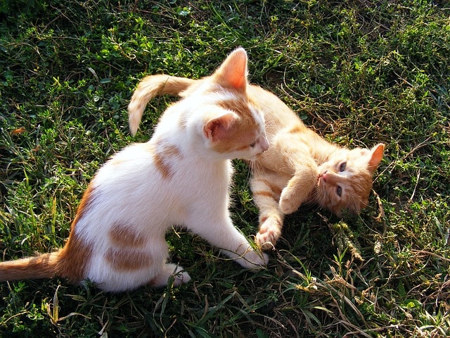 שני גורי חתולים משחקים - גור חתולים סוציאליזציה