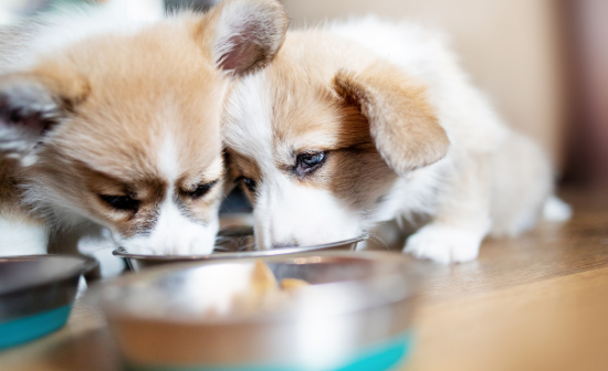 גורי כלבים אוכלים - טיפים לבחירת מזון לגור כלבים
