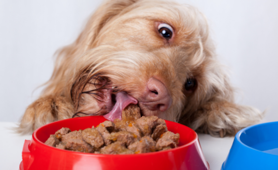 כלב אוכל מהר מדי: איך נעזור לו להאט?