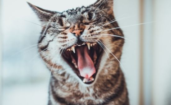7 עובדות מעניינות על שיניים של חתולים