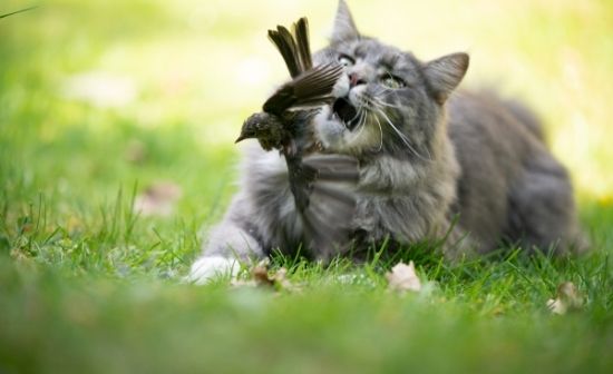 שיניי החתול הן כלי צייד אופטימלי