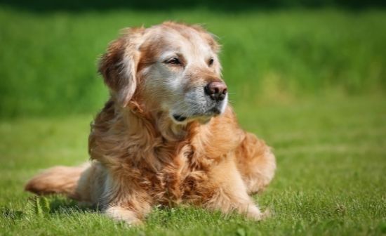 כלב מבוגר בשמש