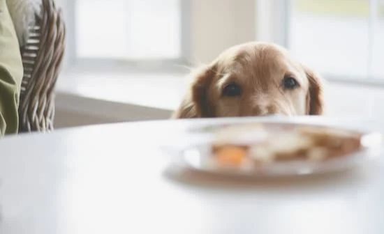 ארוחת חג בלי דרמה: כך תלמדו את הכלב לא להתחנן לאוכל