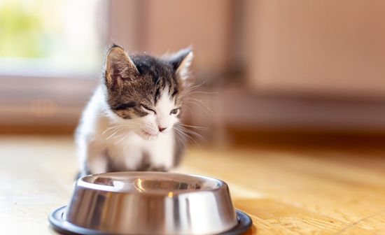 מזון ייעודי לגורי חתולים