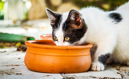 האם אתם מקדישים תשומת לב להרגלי השתייה של החתול שלכם? בקיץ הישראלי החם, חתולים, במיוחד אלו שלא מרגישים כל כך טוב, עלולים לסבול מהתייבשות