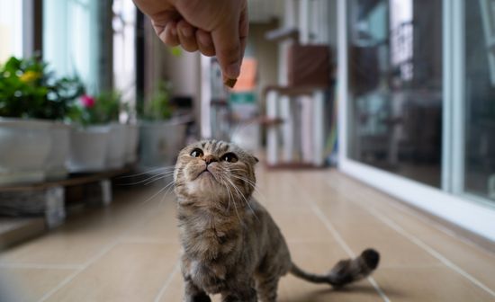 חתיפים לחתולים מחזקים התנהגות רצויה