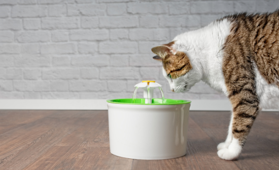 פונטנלה: חתול שותה ממזרקת מים 