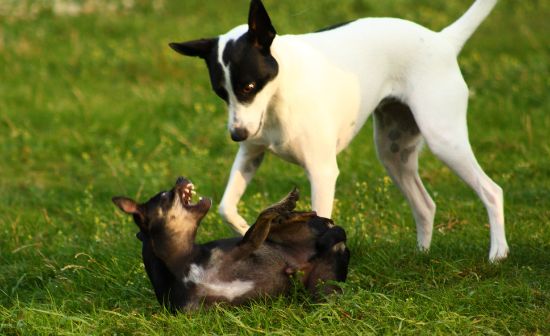 כלב מתחנף בפני כלב דומיננטי