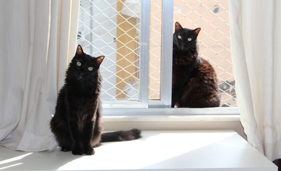 רשתות בחלונות שלא יפול חתול חס וחלילה