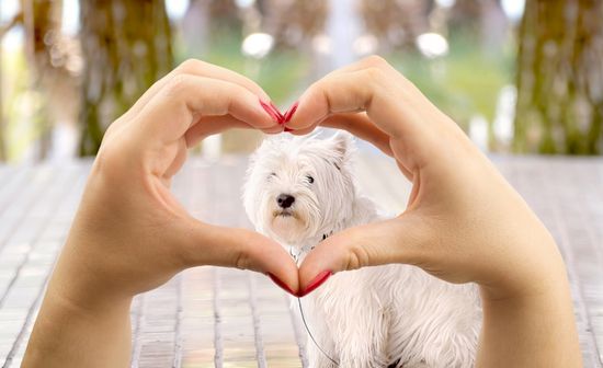 10 דרכים להראות אהבה: כך תראו לכלב שאתם אוהבים