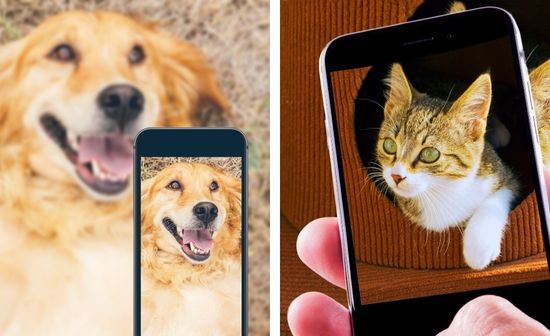 6 טיפים לצילופ תמונות מדהימות של החתול או הכלב שלכם בסמארטפון