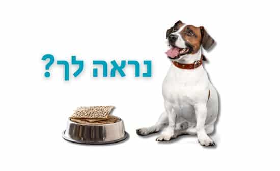 כלבים לא אוכלים מצות! מזון ללא חמץ אפשר ורצוי גם בפסח. spets ללא חמץ