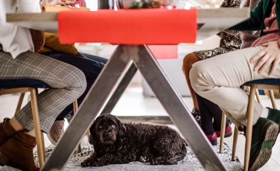 כלב מתחת לשולחן בארוחת חג - אפשר להמנע מזה