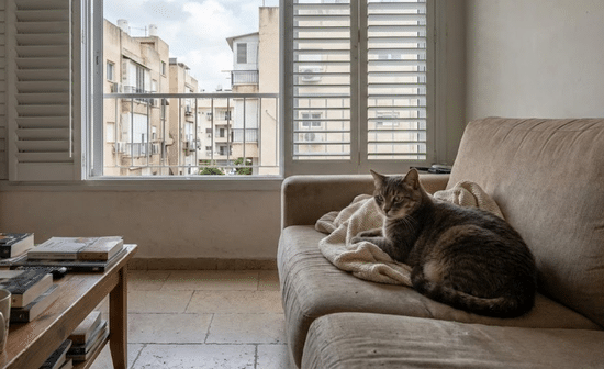 חתול לש עם הכפות על שמיכה בספה בדירה עירונית בישראל לישה חתולית