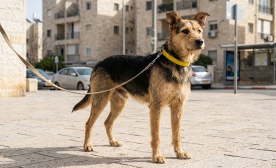 כלב מעורב עם קולר צהוב עומד על מדרכה עירונית בישראל, מחובר לרצועה, בסביבה אורבנית יומיומית