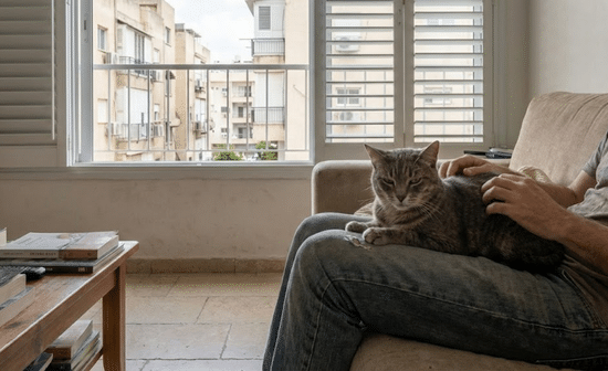 חתול לש על ברכיים של אדם בביטוי של חיבה בדירה עירונית בישראל