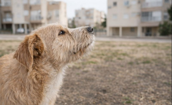 כלב מריח - העולם שלהם בנוי מריח
