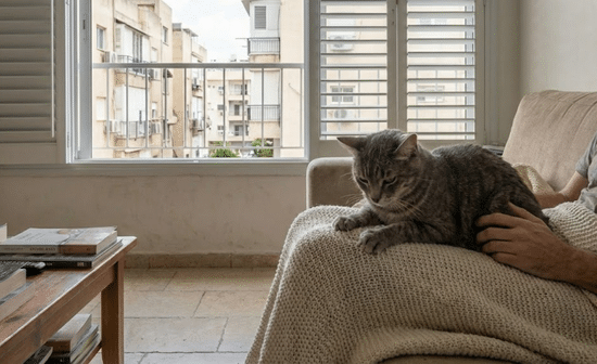 חתול לש דרך שמיכה שמפרידה בין הכפות לברכיים בדירה עירונית בישראל